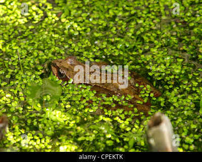 Grenouille Rousse, Rana temporaria, UK Banque D'Images