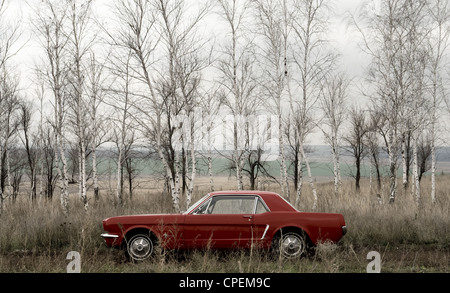 Belle Ford Mustang dans la nature sauvage de Sibérie. Banque D'Images