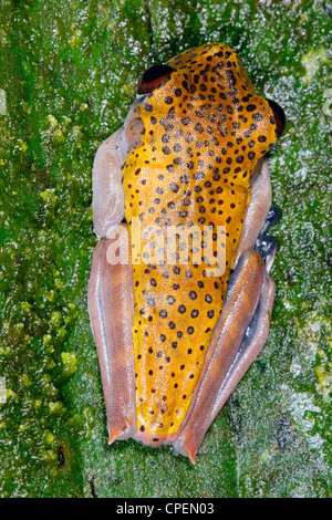 Hypsiboas geographicus treefrog (carte) sur une feuille dans la forêt amazonienne, en Equateur Banque D'Images