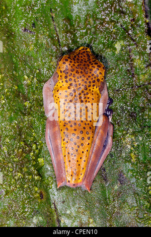 Hypsiboas geographicus treefrog (carte) sur une feuille dans la forêt amazonienne, en Equateur Banque D'Images