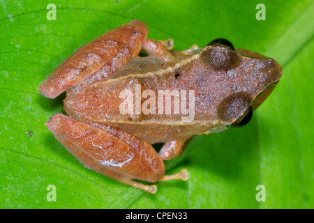 Espèces non identifiées de pluie grenouille (Pristimantis sp.) de l'Amazonie équatorienne Banque D'Images