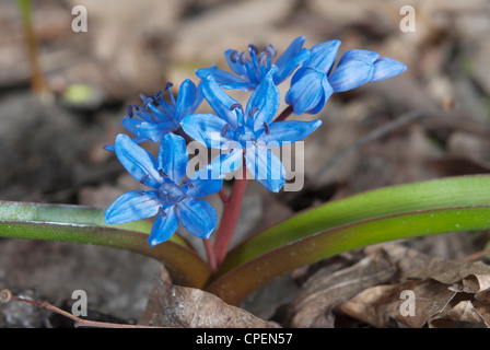 Deux feuilles (squill Scilla bifolia) Banque D'Images