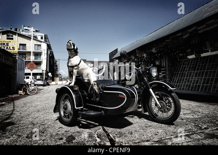 Chien avec lunettes en side car moto de Banque D'Images