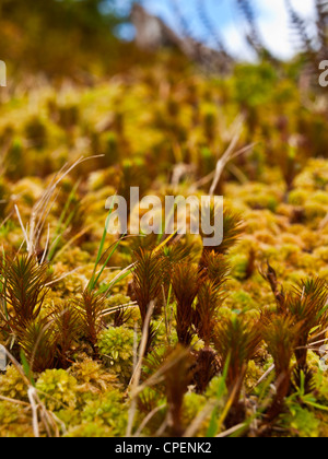 Les petites plantes et la mousse de sphagnum sont typiques du paysage des îles des Açores Banque D'Images