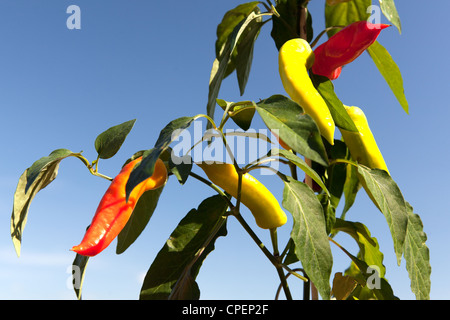 Piments Chili poussant sur une plante de Chili cultivée dans et jardin anglais à différents stades de maturité Banque D'Images