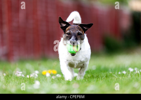 Un petit chien qui court dans l'herbe avec une balle dans la bouche Banque D'Images