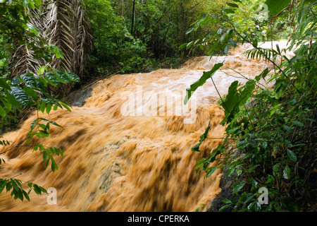 La boue et l'eau qui se déverse dans une jungle d'eau après de très fortes pluies. Sur la côte du Pacifique de l'Équateur. Banque D'Images