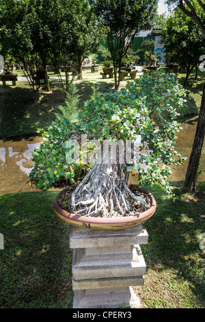 Bonsai plantes dans le Jardin de Chine, Singapour Banque D'Images