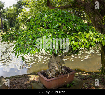 Bonsai plantes dans le Jardin de Chine, Singapour Banque D'Images