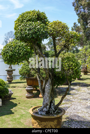 Bonsai plantes dans le Jardin de Chine, Singapour Banque D'Images