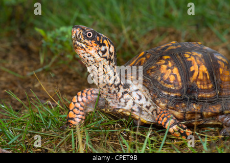 Tortue tabatière (Terrapene carolina) dans une pelouse frontyard (Géorgie, USA). Banque D'Images