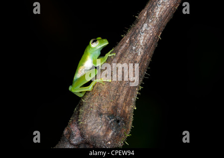 Glas frog Cochranella midas, assis sur une branche dans la forêt tropicale de Tiputini, Parc national Yasuni, en Equateur Banque D'Images