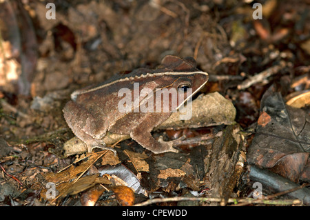 Crapaud commun sud-américain, feuille, Crapaud Rhinella margaritifera Tiputini, forêt tropicale, Parc national Yasuni, en Equateur Banque D'Images