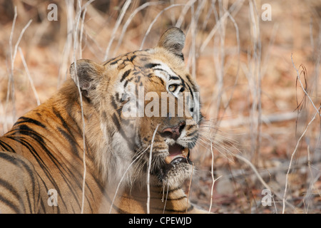 Waghdoh ou Scarface énorme tigre mâle dominant à Tadoba, Inde. ( Panthera tigris ) Banque D'Images