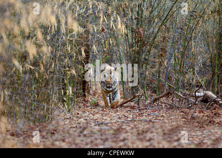 Tigre du Bengale mâles adultes à Kolsa éventail sortant de l'arbres à Tadoba, Inde. ( Panthera tigris ) Banque D'Images