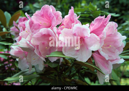 Rhododendron rose fleur abondante riche Vintage 'rose' Banque D'Images