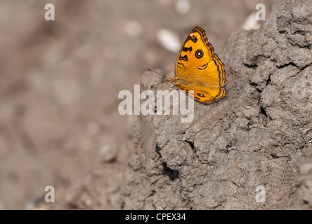 Peacock, Pansy Junonia almana, papillon assis sur la boue séchée avec les deux ailes déployées avec des problèmes de mise au point et l'arrière-plan copy space Banque D'Images