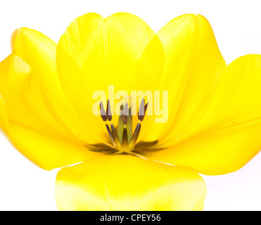 À l'intérieur d'une fleur de tulipe jaune Banque D'Images