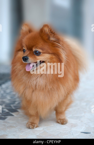 Spitz ridicule-chien, heureux face Banque D'Images