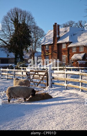 Le cheval noir, pub, Château en hausse, King's Lynn, Norfolk, Royaume-uni le jour d'hiver clair avec des moutons à se nourrir dans l'avant-plan Banque D'Images