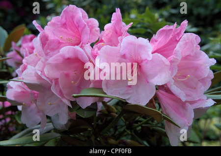 Rhododendron rose fleur abondante riche Vintage 'rose' Banque D'Images