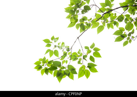 Feuilles de hêtre sur fond blanc. Banque D'Images