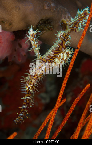 Les syngnathes Ghost : Solenostomidae sur South Ari Atoll, Maldives Banque D'Images