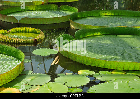 L'eau de nénuphars géants (Victoria Amazonica / Victoria regia) de l'Amérique du Sud au Jardin Botanique National de Belgique à Meise Banque D'Images