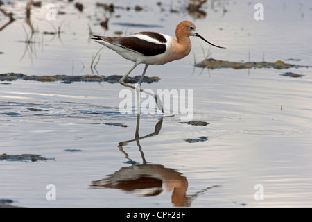 L'Avocette d'Amérique (Recurvirostra americana) Balade dans le lac à été lac de faune, Oregon, USA en Juin Banque D'Images