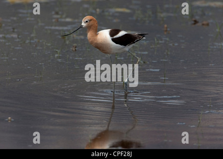 L'Avocette d'Amérique (Recurvirostra americana) Balade dans le lac à été lac de faune, Oregon, USA en Juin Banque D'Images