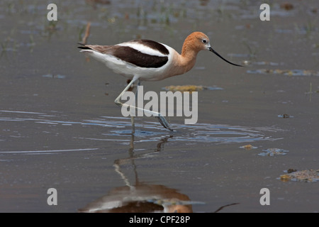 L'Avocette d'Amérique (Recurvirostra americana) Balade dans le lac à été lac de faune, Oregon, USA en Juin Banque D'Images