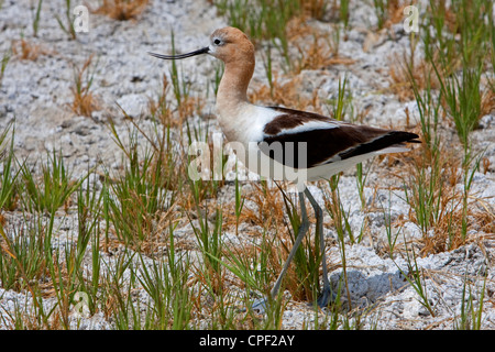 L'Avocette d'Amérique (Recurvirostra americana) walking on beach at Summer Lake Wildlife Area, Oregon, USA en Juin Banque D'Images