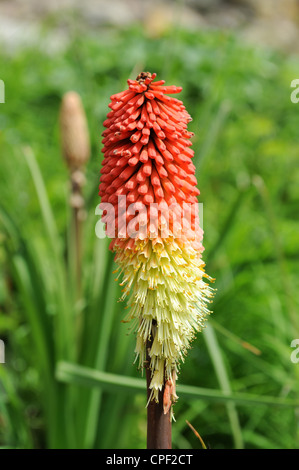 Red Hot poker flower Uk Banque D'Images