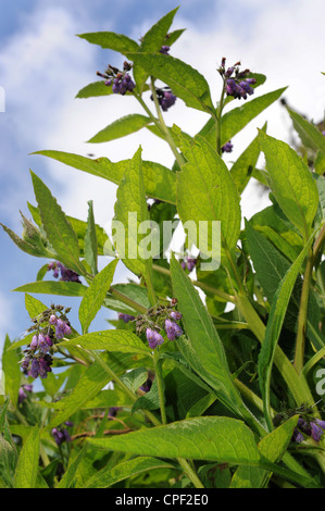 Symphytum officinale Consoude commun Uk Banque D'Images