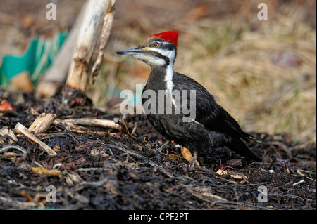 Grand Pic (Dryocopus pileatus) en quête de compost de jardin au début du printemps, le Grand Sudbury, Ontario, Canada Banque D'Images