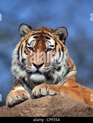 Le tigre (Panthera tigris) en close-up Banque D'Images