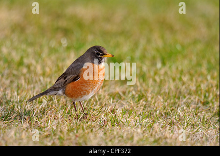Merle d'Amérique (Turdus migratorius), le Grand Sudbury, Ontario, Canada Banque D'Images