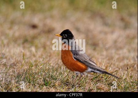 Merle d'Amérique (Turdus migratorius), le Grand Sudbury, Ontario, Canada Banque D'Images