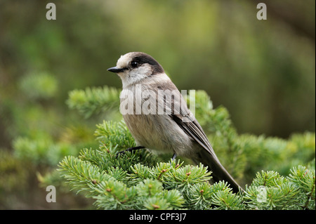 Mésangeai du Canada (Perisoreus canadensis), l'E.C. Parc provincial Manning, C.-B., Canada, Banque D'Images