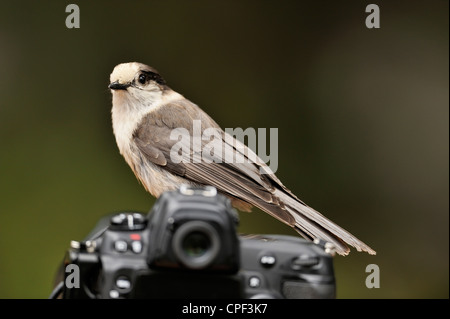 Mésangeai du Canada (Perisoreus canadensis) Perché sur un appareil photo Nikon, l'E.C. Parc provincial Manning, BC, Canada Banque D'Images