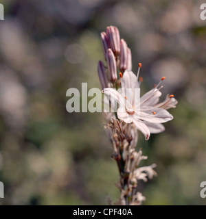 Asphodèle poussant dans un champ en Crète, Grèce. La fleur a des associations littéraires avec les héros et les enfers. Banque D'Images