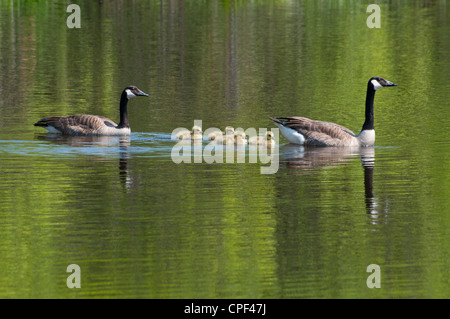 Une famille de Bernaches du Canada s'aventurer sur l'étang. Banque D'Images