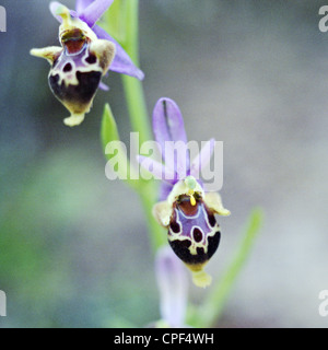 Une orchidée abeille 'Crète' Ophrys scolopax sous-espèces heldreichii au bord d'une gorge de calcaire dans le Nord de la Crète, Grèce, Banque D'Images