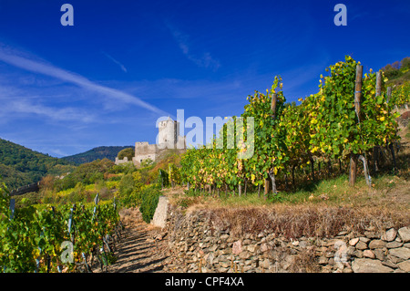 Château de Kaysersberg et vignobles de Schlossberg Grand cru en couleur automnale Kaysersberg Alsace France Banque D'Images