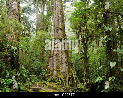 Rainforest cloudforest avec grand chêne centenaire, Quercus bumelioides, San Gerardo de dota, Costa Rica Banque D'Images