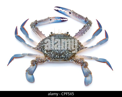 Crabe bleu isolé sur fond blanc Banque D'Images