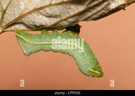 Une espèce d'ailes de cuivre (Amphipyra pyramidoides) chenille (larve) se nourrissent d'une feuille de vigne sauvage Banque D'Images