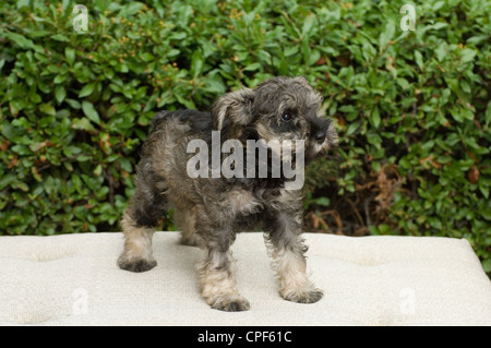 Chiot schnauzer nain debout sur une chaise longue avec verdure derrière Banque D'Images