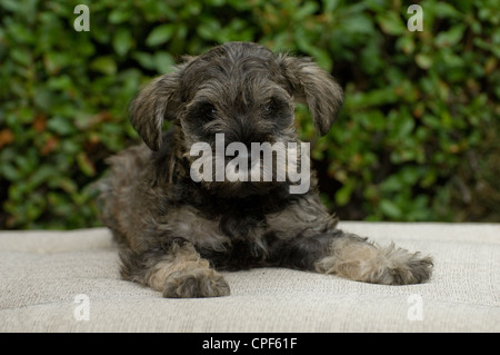 Chiot schnauzer nain allongé sur une chaise longue avec verdure derrière Banque D'Images