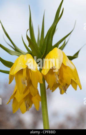 Couronne impériale, Kaiserkrone Fritillaria imperialis, L., Lutea Maxima, Liliaceae Banque D'Images